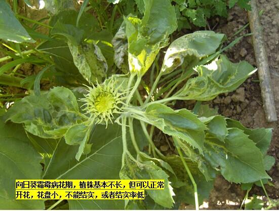 向日葵霜霉病图